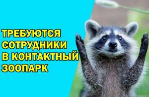 Требуются активные люди для работы в контактном зоопарке. - объявление