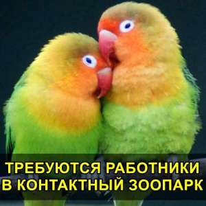 Требуются активные сотрудники в контактный зоопарк. - объявление