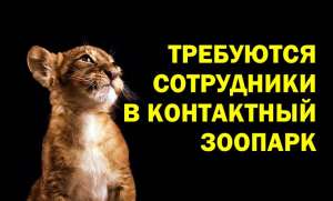 Требуются активные сотрудники для работы в контактном зоопарке. 20000 - объявление