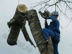 Удаление, валка, спил деревьев.