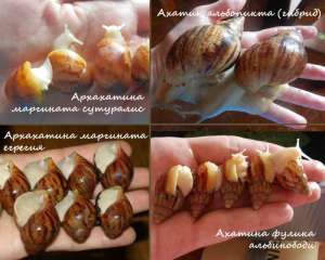 Улитки Ахатины и Архахатины разных видов. Распродажа. - оголошення