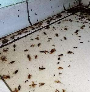 Уничтожение тараканов, блох, клопов, мышей и крыс.