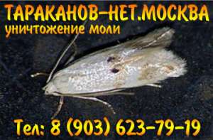 Уничтожить мукоедов, блох, постельных клопов за один раз. - объявление