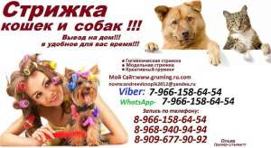 Услуга Стрижка кошек и собак выезд на дом.ВЫЗОВ НА ДОМ МАСТЕРА,ЗООСАЛОН ,ГРУМИНГ ЖИВОТНЫХ, МОСКВА И МОСКОВСКАЯ ОБЛАСТЬ - объявление