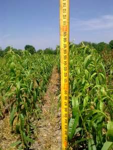 Услуги в садоводстве, питомниководстве - оголошення