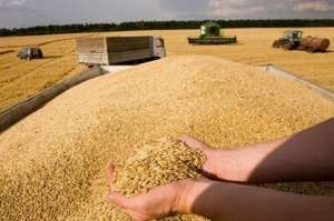 Услуги зерновозов, самосвалов. Перевозки зерна по Украине - объявление