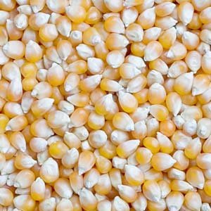 Услуги сушки зерна: кукурузы, сои, подсолнуха, рапса - объявление