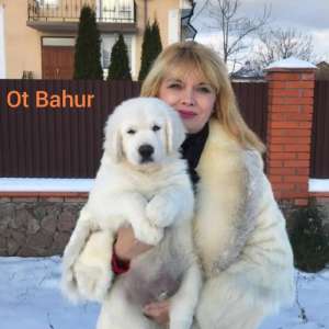Цуценята золотистого ретрівера Ot Bahur - объявление