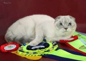 Чистокровные котята шотландской породы (Scottish fold, Scottish stright)