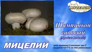 Шампиньон садовый (Аgaricus hortensis) - мицелий / семена грибов / рассада грибов / грибница почтой в любой город - объявление