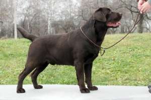 Шикарнейшие щеночки-лабрадорчики шоу-класса ждут Вас !!!