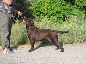 Шикарнейшие щеночки-лабрадорчики шоу-класса ждут Вас !!!