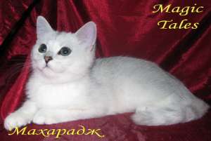 Шиншилловые зеленоглазые британские котята