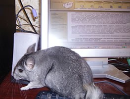 Шиншилловый Бизнес на дому