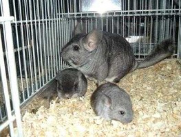 Шиншиллы - успешный бизнес на шиншиллах