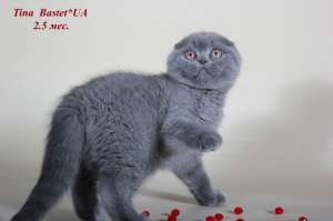 Шотландские котята из питомника - объявление