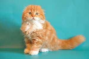 Шотландские котята скоттиш фолд и страйт, хайленды - объявление