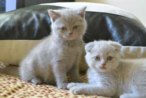 Шотландчкие скоттиш-страйт и скоттиш-фолд вислоухие котята - оголошення