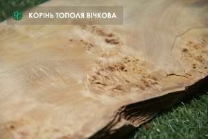 Шпон капу вічкової тополі 0,7 мм, довжина від 0.6 м logs / singl - оголошення