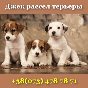 Щенки 2018 Джек рассел терьера предлагаются Киев - оголошення