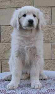 Щенки словацкого чувача - оголошення