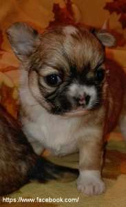 Щеночки чихуахуа - оголошення