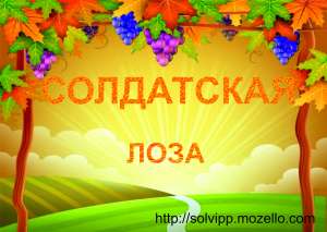 виноград,: саженцы в херсонской области - объявление