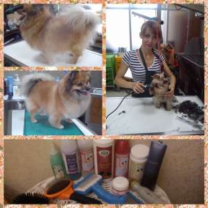 груминг, стрижка собак в Днепропетровске - оголошення