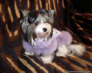 зоодоска объявлений 33 - объявление