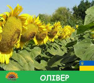 насіння соняшника Олівер / високоврожайний гібрид соняшника - объявление