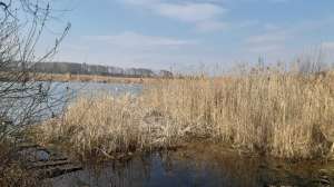 продаж ділянка сільськогосподарського призначення Бориспільський, Вороньків, 543200 грн.
