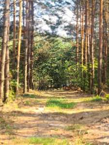 продаж ділянка сільськогосподарського призначення Фастівський, Яблунівка, 37500 $ - оголошення