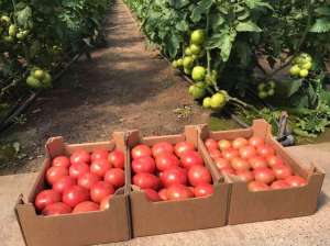 продам Розовый и Желтый тепличный помидор - объявление