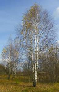 саженцы граба, клена, липы, черёмухи, рябины, барбариса, боярышника, тёрна, ели, сосны, берёзы, дуба красного высотой 0,5 - 3 метр - оголошення