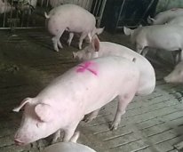свинина беконная живой вес