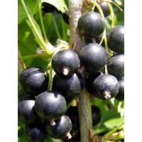 ׸���� ��������� - ����������