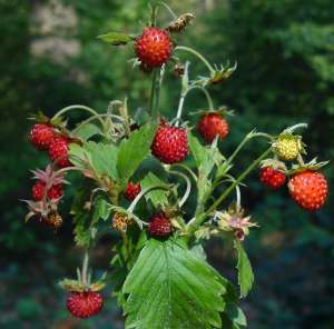 � ���������� �����-���� ��� ���� - ����������