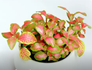 ��� ��� ������� �� ���������� - ����������