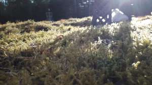 ��� �����