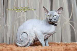 ��� ������ � ����������