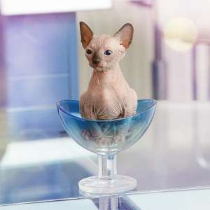 ��� ������, ��� ������� ������ ����������? �����! � ��������� �������� - ����������