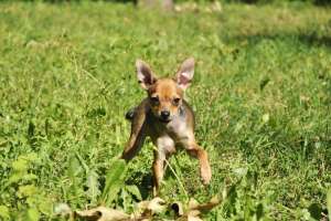 ��� ������. ��������