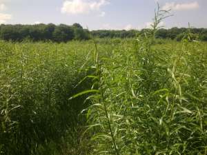 ��� ��������������