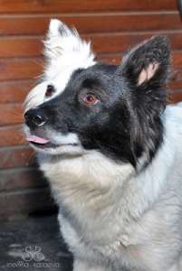 ���, ������-���������.