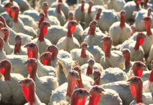 ���-6 ��������. ������� �������. - ����������