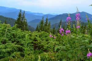 ���� � ���������� �� 1 ���, ������� �� ������� �� ����� ��������, ���������� ���� �� ����� � ������� �� �������� ��� - ����������