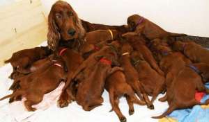 ���� �� �������� � ���