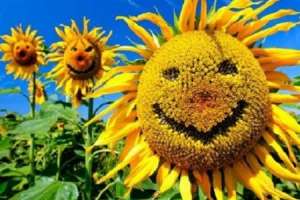 ���� �� ���������� 8 �����, ��� � ������� 8 �����, ���� ����� 8 �����, �������� �� 8 �����, ���� �������-���������� 8 ����� - ����������