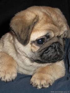 ���� �����