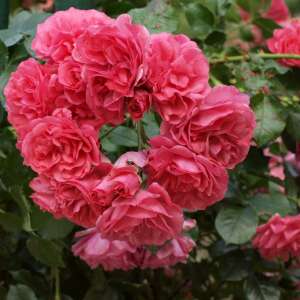 ���� �����